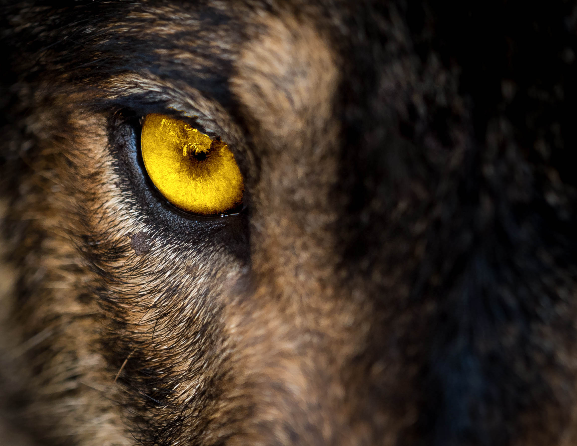 Глаза волка медведя Льва